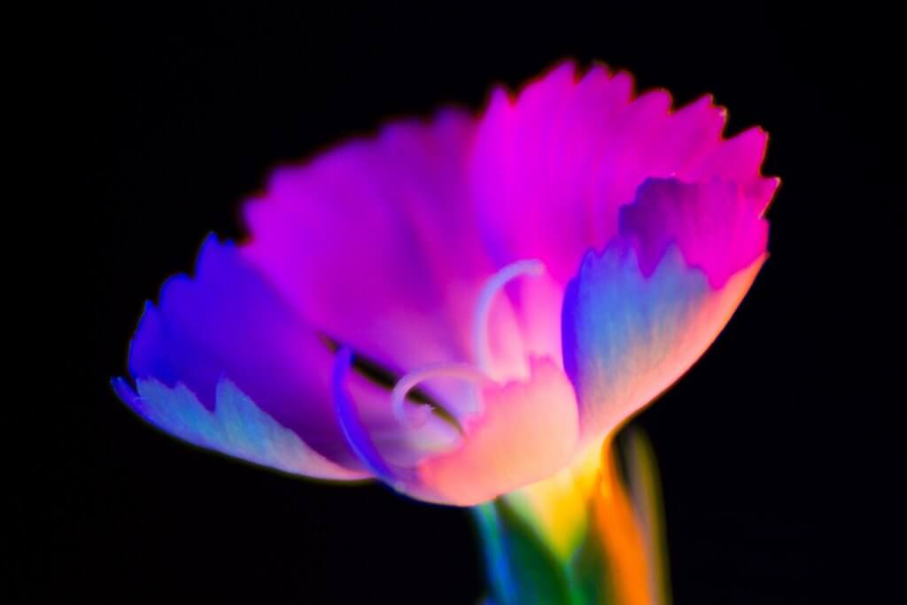 紫外線微距花卉攝影