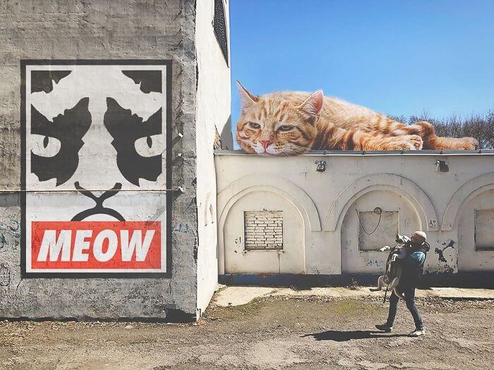 貓,動物攝影,後製,俄羅斯,戰鬥民族,藝術,城市美學新態度